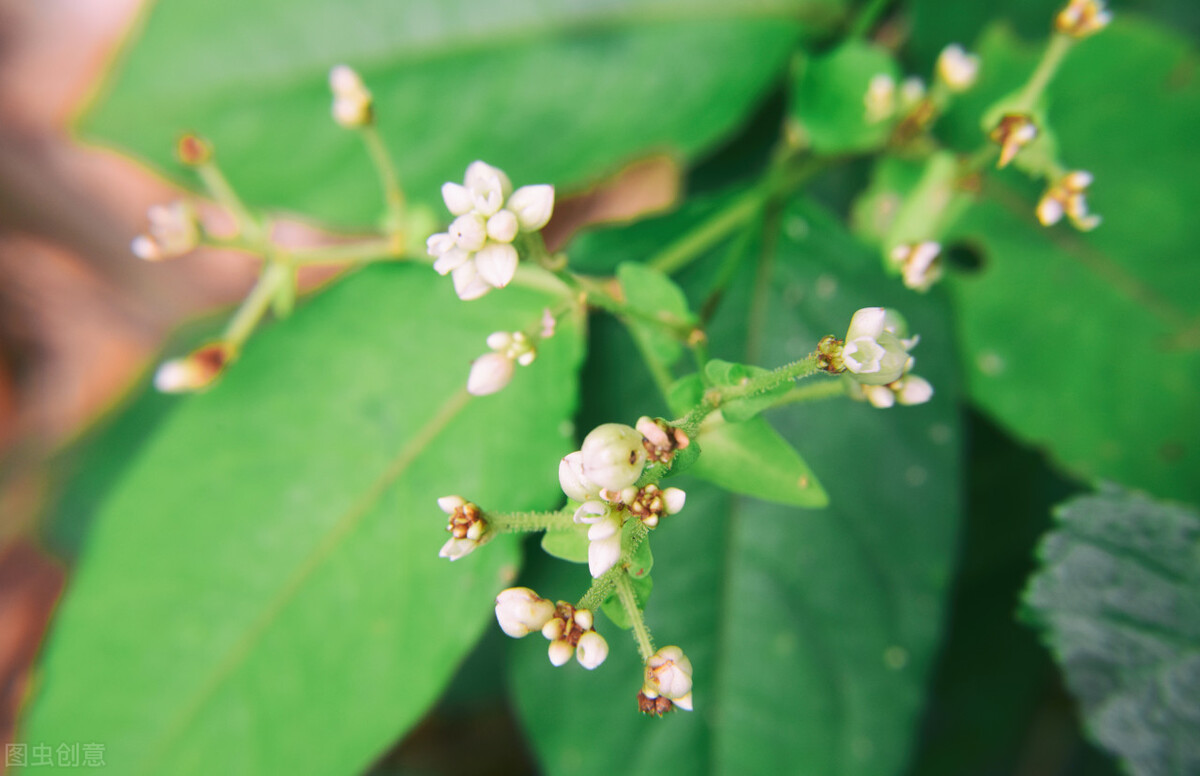 民间什么草可以治妇科病,可以治疗妇科炎症的民间草