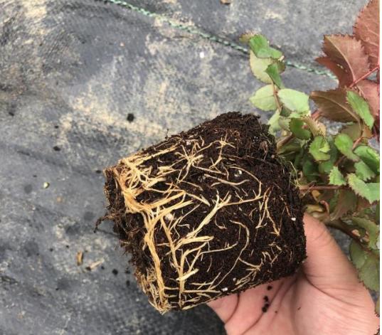 怎么栽月季小苗视频讲解,怎么养好树状月季苗子视频