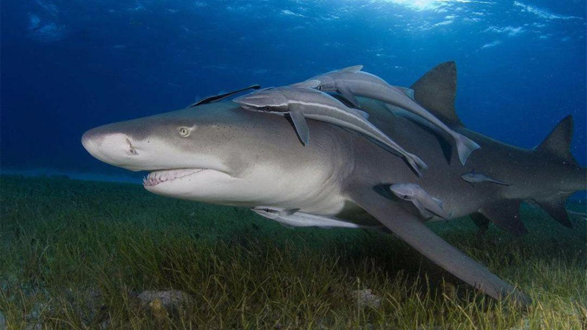 敢在鲨鱼背上撒野的吸盘鱼，曾被当做“猎鱼”，最爱搭顺风车周游