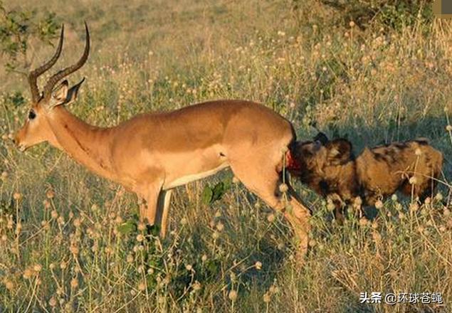 面对卑鄙无耻的掏肛专家，肌肉发达的精壮猎物，为何不逃跑？