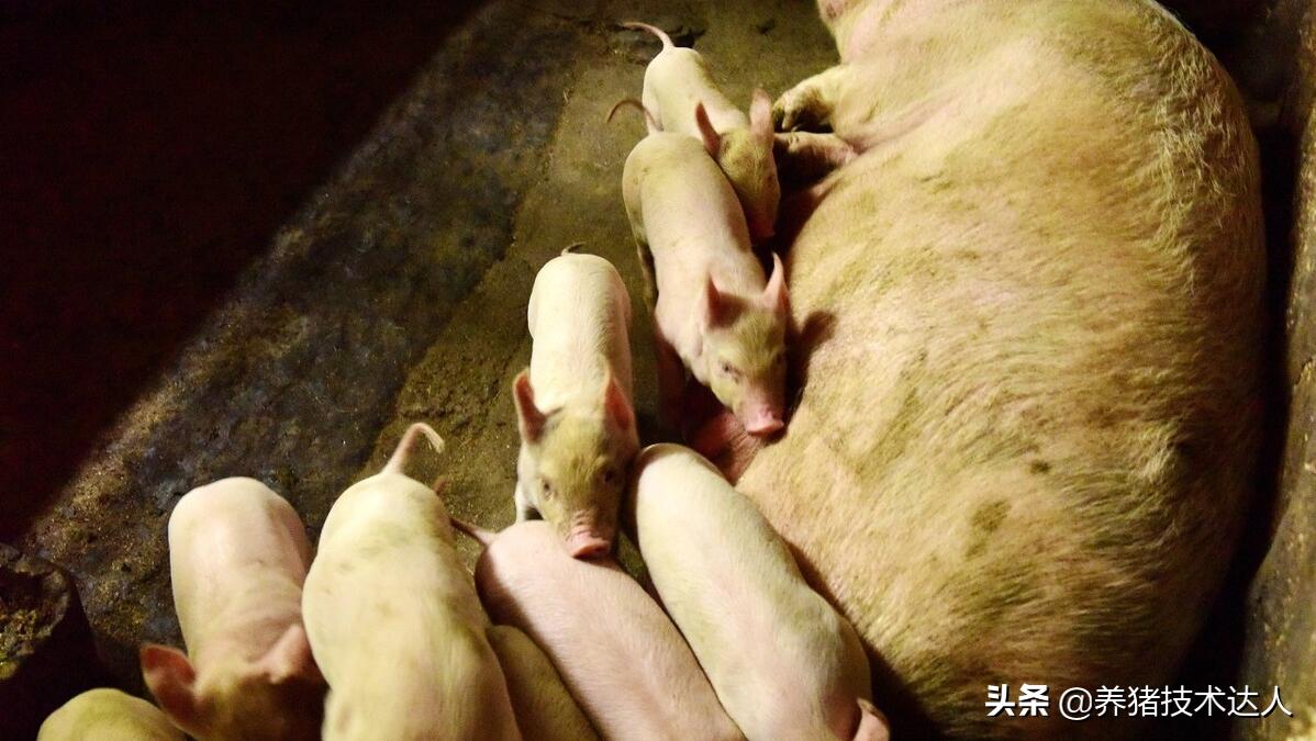 母猪的饲养管理和如何增加产仔数,怎样才能提高母猪的产仔率