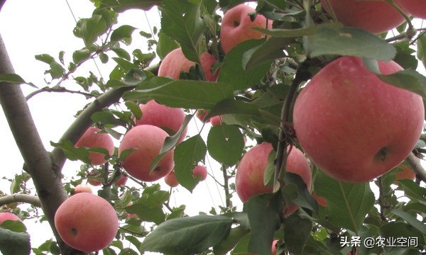 在苹果汁中不加香料，而加上葡萄汁，就能做出透明苹果葡萄汁饮料