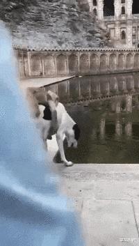 搞笑gif说出来你可能不信,搞笑gif真是令人窒息的操作