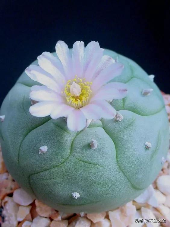 世界名贵花图片大全集,世界上最漂亮名贵的花卉