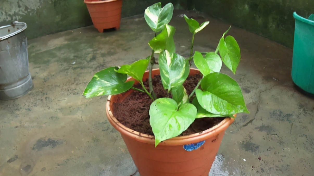 养花旺季春天，作为园艺新人，该怎么正确使用白醋、大蒜？