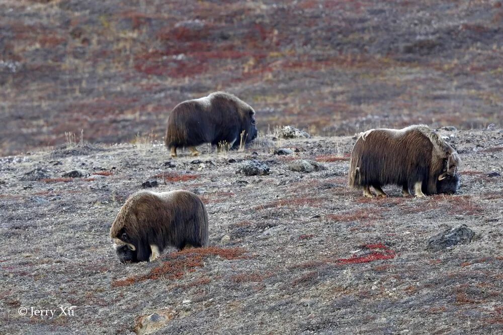 格陵兰的东海岸居然那么绚丽多彩，难怪特朗普想要买下来