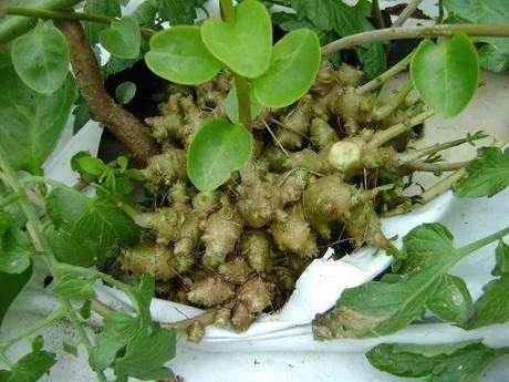 温州民间草药三七的功效,生姜与三七