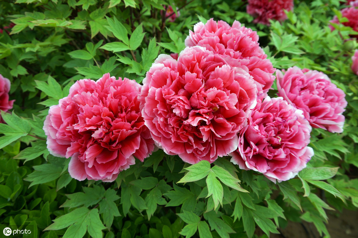 牡丹真国色倾国倾城,中国的国花牡丹特点