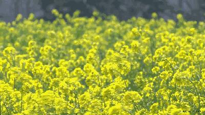 戚薇的头发是怎么护理的,戚薇用哪款洗发水