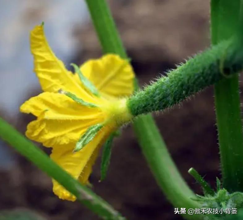 药物处理花穗时，点花与蘸花、防落素与2,4-D哪个好？一看就明白