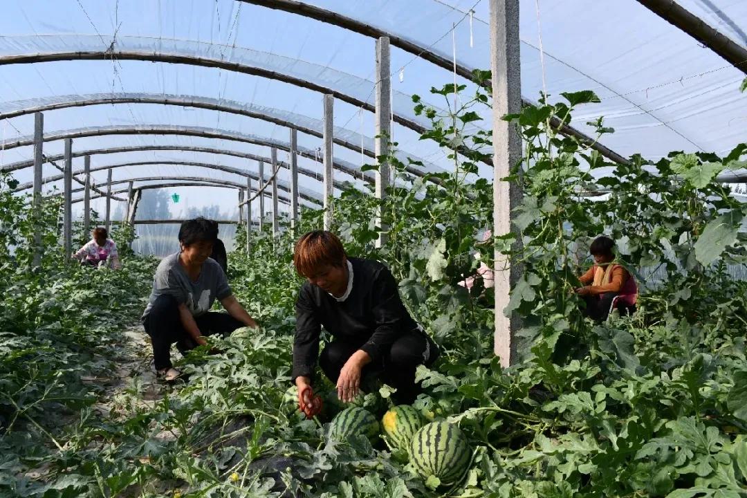 一村一品打造乡村产业,一村一品亿元村