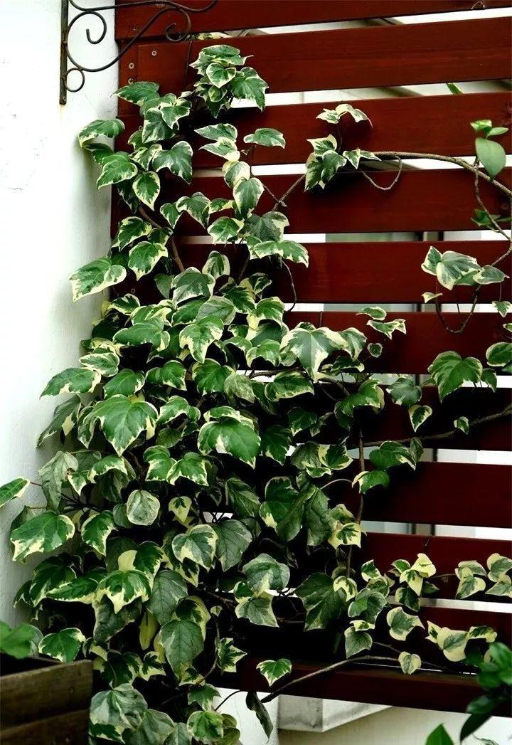 养花新手不知道养什么，就选这几种植物，轻松养爆盆