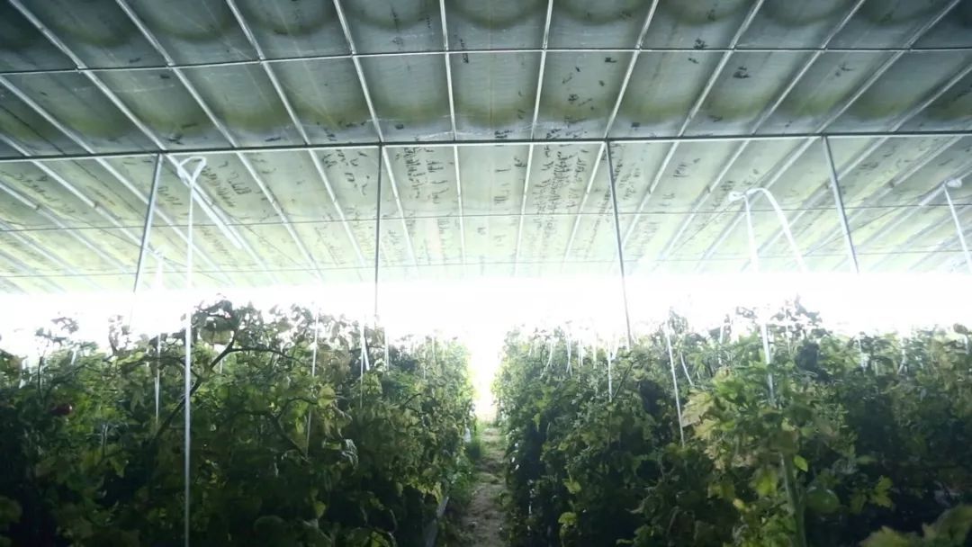 新型农村养殖大棚建造,专业建养殖大棚小伙