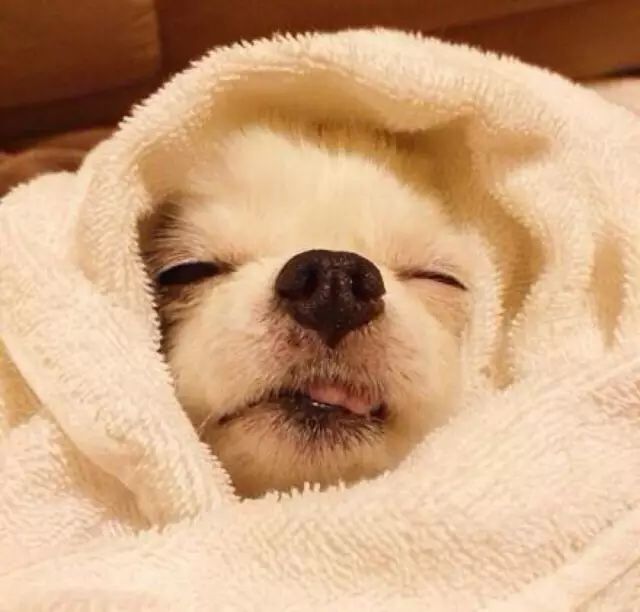 带猫做绝育猫会恨主人吗,女人带狗狗做绝育手术