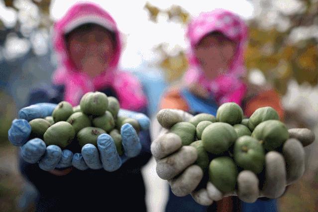 丹东特产软枣猕猴桃原产地直发,大连哪有种软枣猕猴桃的