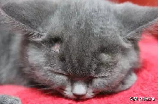 猫癣反反复复要怎么治疗好,猫癣反反复复好不了怎么办