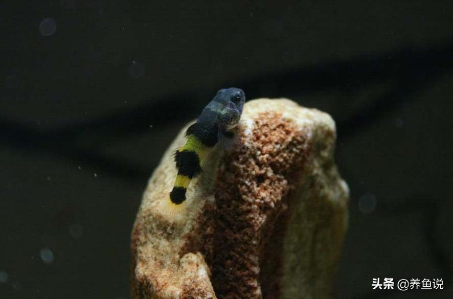 汽水鱼怎么淡水化,淡化汽水鱼可以放海缸吗