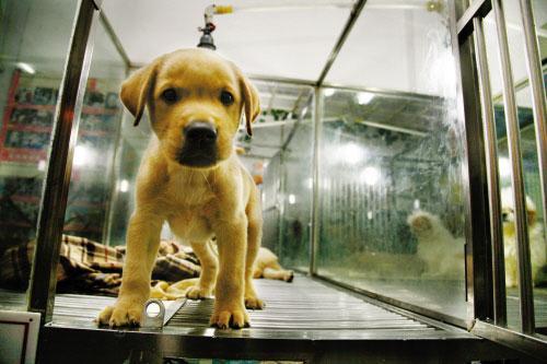 狗狗寄养需要带什么,狗狗寄养回家的状态