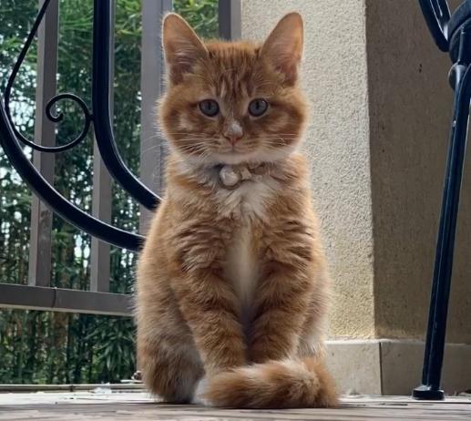 捡到流浪猫再扔掉才可怜,流浪猫能不能捡回家养