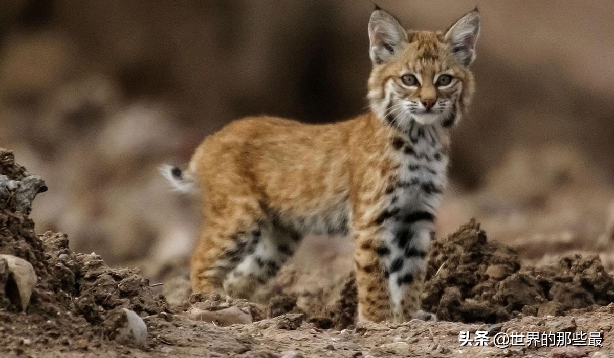 猫科动物日常捕食,猫科动物的日常捕食