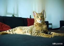 100元人民币的猫,身价不菲的猫排行榜