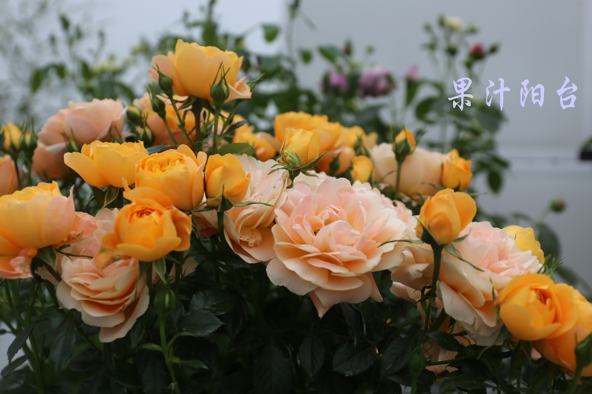 大兴月季园的月季有多少种,北京最大的月季基地在哪