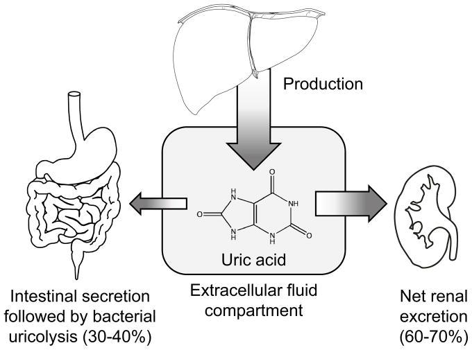痛风病人应该避免吃哪些食物?
