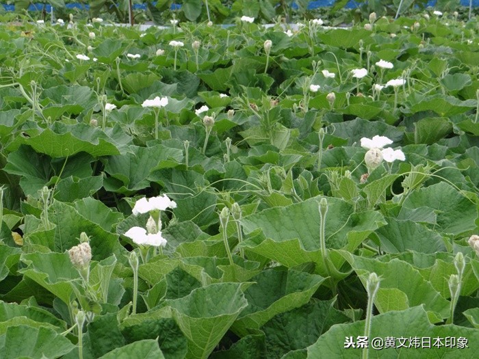 夕颜花语,夕颜花的花语是什么啊