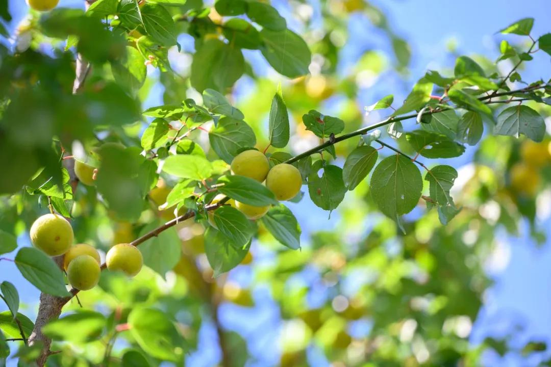 鑵惧啿闆曟鏁欑▼,鑵惧啿闆曟