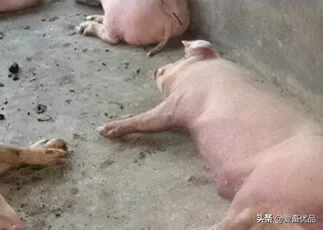 夏天到了养猪人如何防止猪中暑,夏季高温如何解决猪群的中暑应激