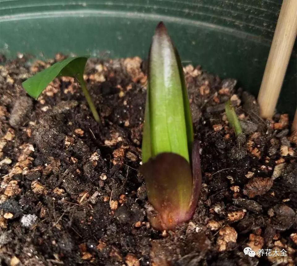 风信子开完花剪掉还会开吗,风信子开完花还可以活吗