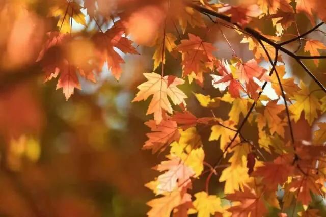 大连哪里的秋色最美呢,大连赏秋景的地方