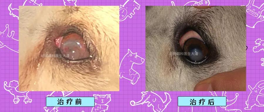 狗狗肠子穿孔了怎么处理,狗狗眼睛穿孔治疗费用