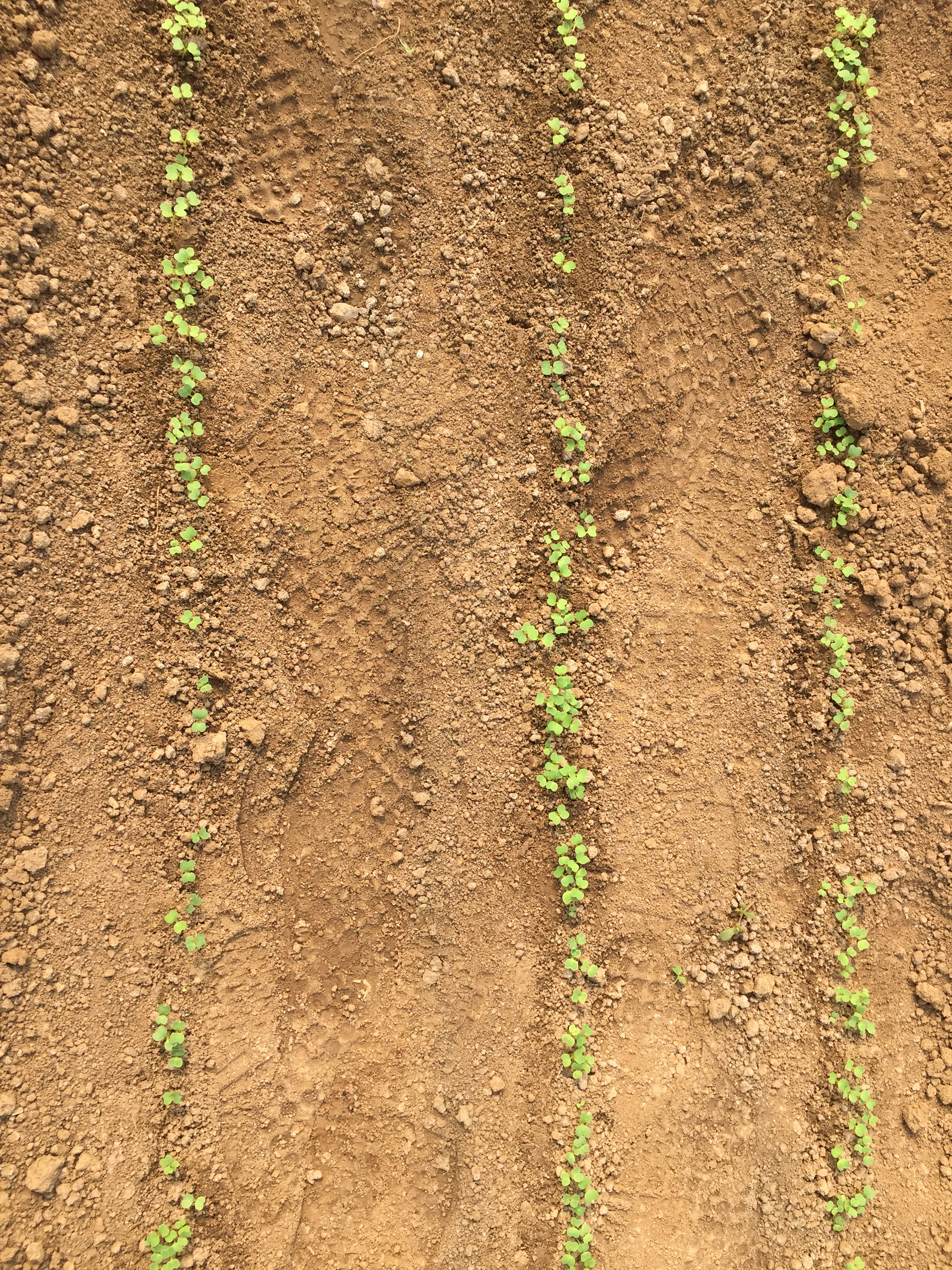 种子播种怎么才能整齐,如何播种才能出苗