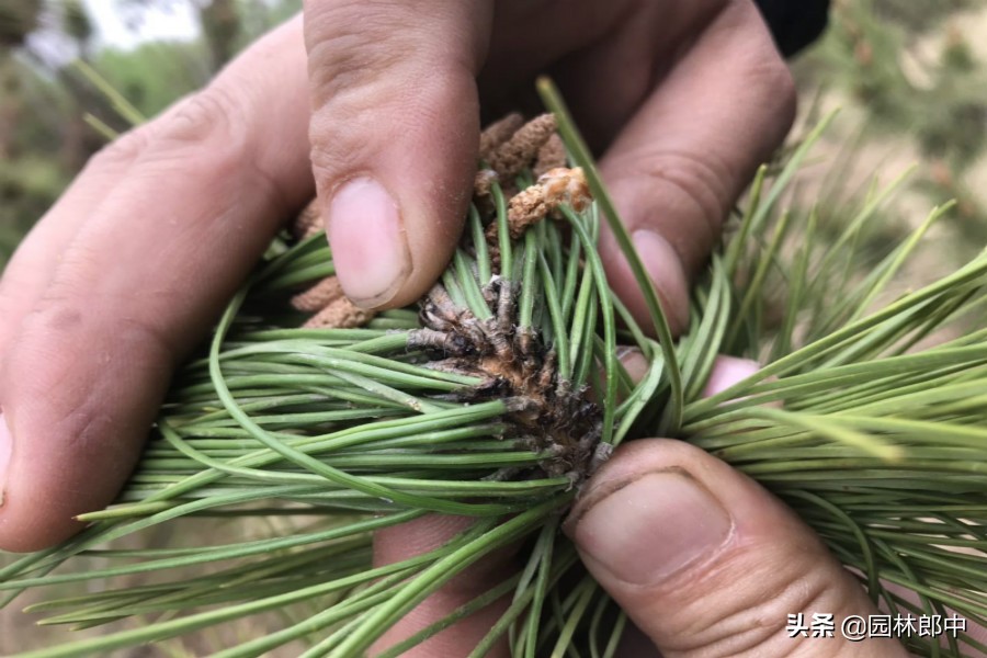 东北松梢螟及防治方法,松梢螟大树需要防治吗