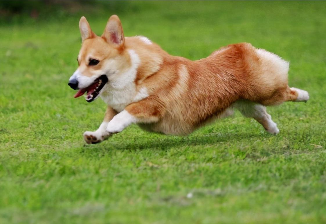 公柯基一岁半突然尿血但精神正常,母柯基老是尿血怎么回事啊