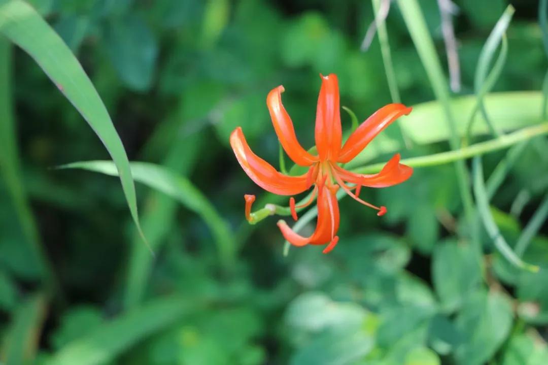 冬天常见中药植物图片及功效,花期长的草本植物图片