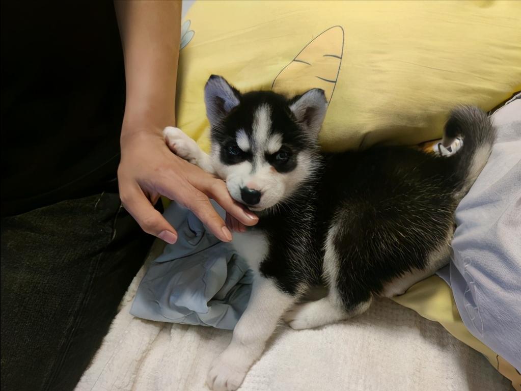 390元可以买一只小哈士奇,养一只哈士奇要多大花销