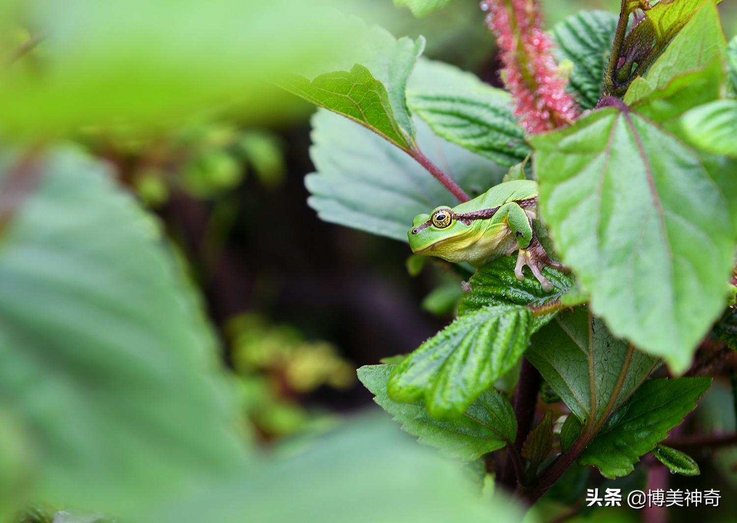 红河哈尼族彝族自治州阿者科村,云南元阳哈尼梯田阿者科村