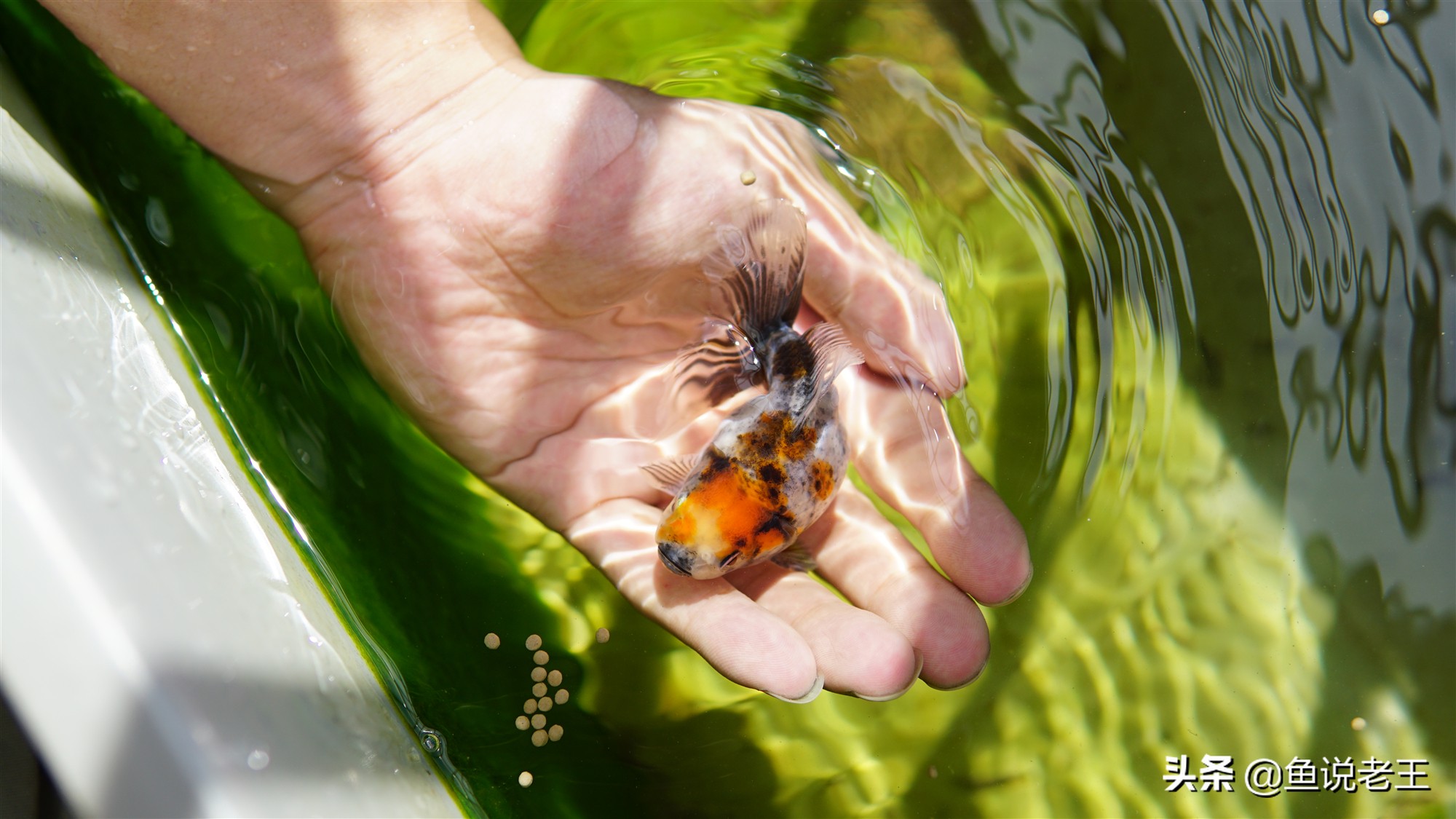 金鱼折尾怎么处理,为什么金鱼会翻肚子