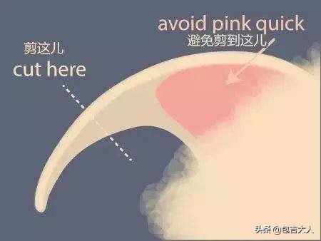 万字长文,分享自己养猫的真实经验,只愿每一只毛孩都能获得善待