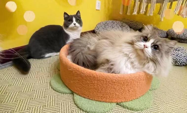 秦皇岛这只网红猫日常“巡逻”你见过吗?岛上还有这些撸猫好去处~