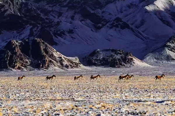 巴音布鲁克镇冬天的生活,巴音郭楞自治州和静县冬天