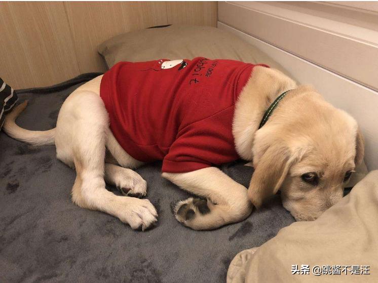 狗狗在床上尿尿屡教不改怎么办,狗狗在床上乱拉大小便怎么办