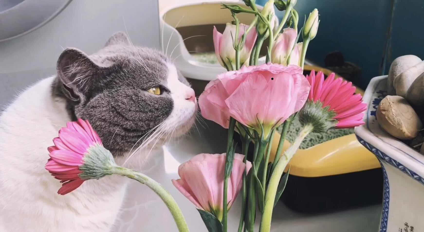 猫咪绝育和不绝育的利弊,辟谣猫咪并非黑夜都能看得清