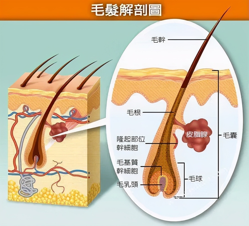 脱落的头发有白色颗粒是毛囊么,连毛囊一起脱落的头发图片