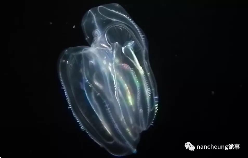 深海迷航第49天神秘生物,深海海底神秘的10种生物