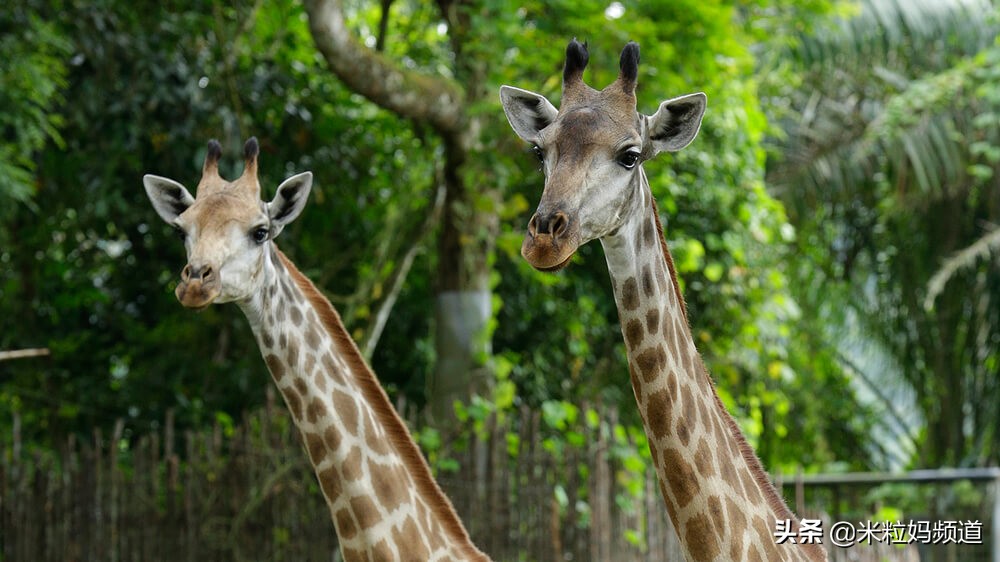 新加坡遛娃旅游攻略,新加坡亲子游遛娃神器