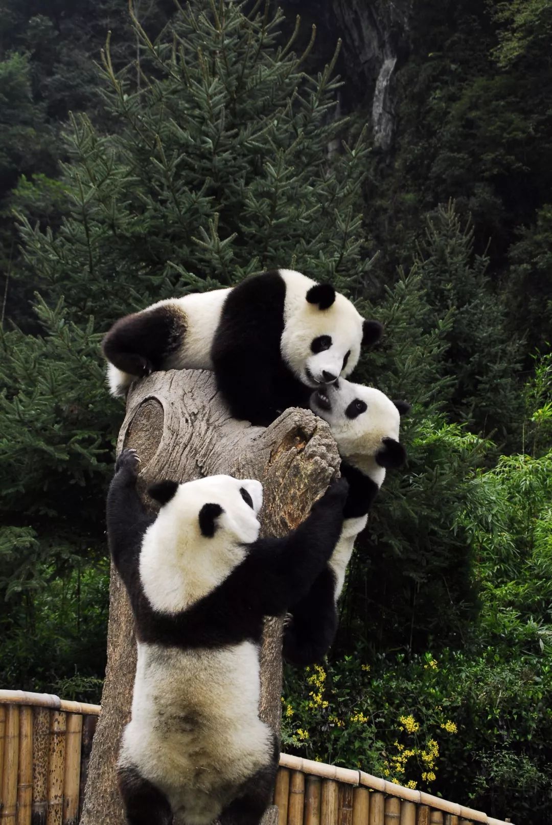 汶川是什么省,汶川大地震