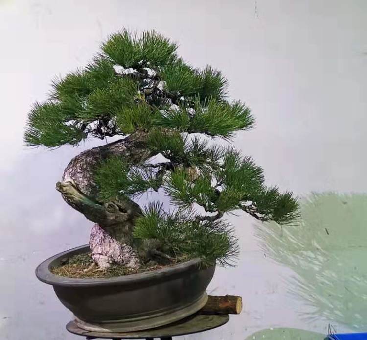 金奖精品黑松盆景 (日本国风展黑松盆景高清图)